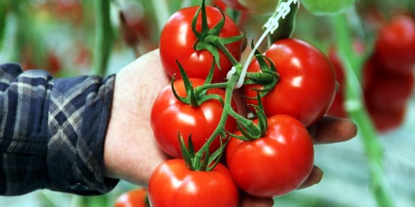 Domateste ihracat geliri 312,7 milyon dolar