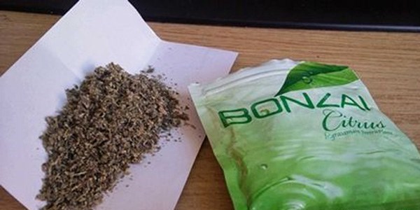 Devlet bonzai için teyakkuza geçti