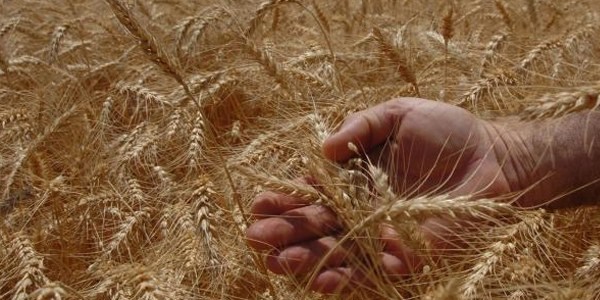 Hububatta kuraklığa rağmen yüksek verim
