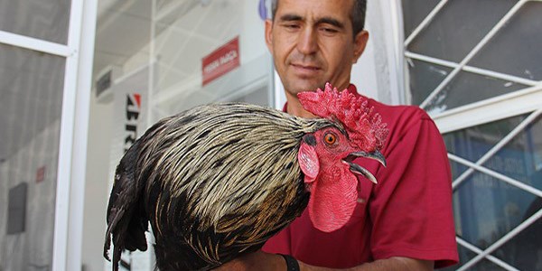 Çok öten horozu BİMER'e şikayet ettiler