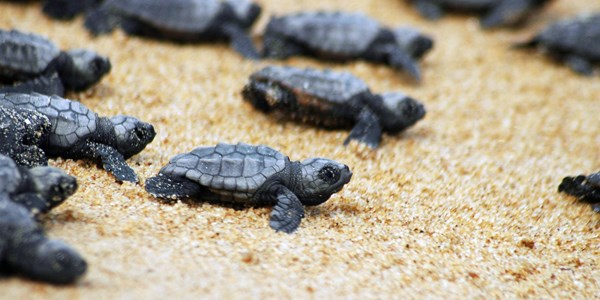 Bakanlıktan caretta carettalara özel koruma