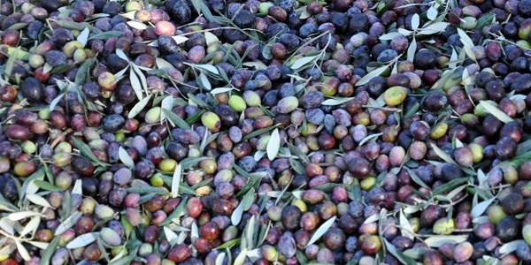 Zeytin atıklarından elektrik