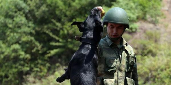 Bu köpekler 'hazır ol'da bekliyor