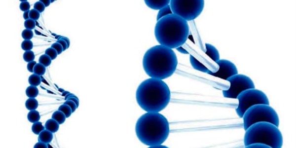 DNA ücretini Hazine'den alacak