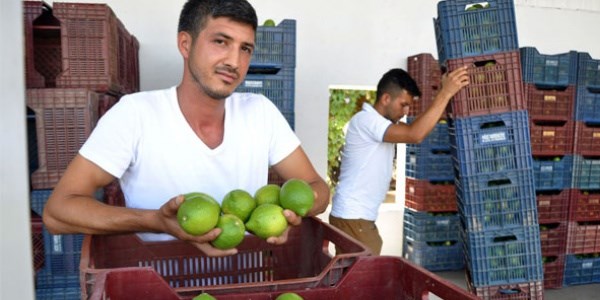 Astronomik limon fiyatı üreticiyi de şaşırttı