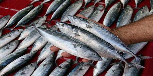 Karadeniz'de 'ingene palamudu' bereketi