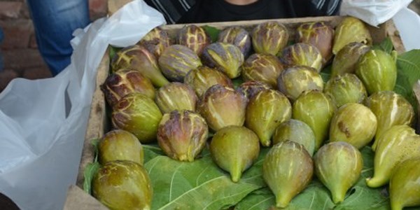 İncirin kilosu 10 lira