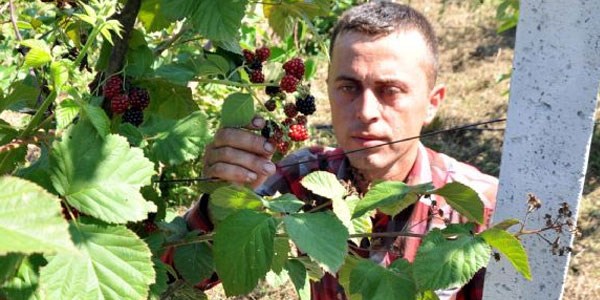 Yüksek lisans yaptı, köyüne dönüp çiftçi oldu