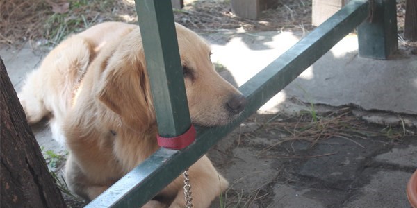 Polis köpeği gözaltına alındı!