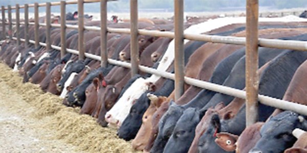 Sertifikalı çoban için 5 bin lira destek