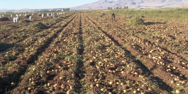 Soğan da kuraklıktan nasibini aldı