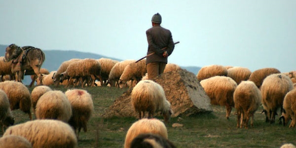 3 bin çobana 'sürü yönetimi' eğitimi