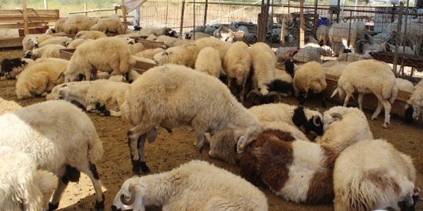 Kurban nasıl kesilmeli?