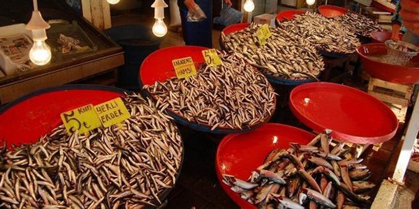 Marmara'da hamsi bolluğu