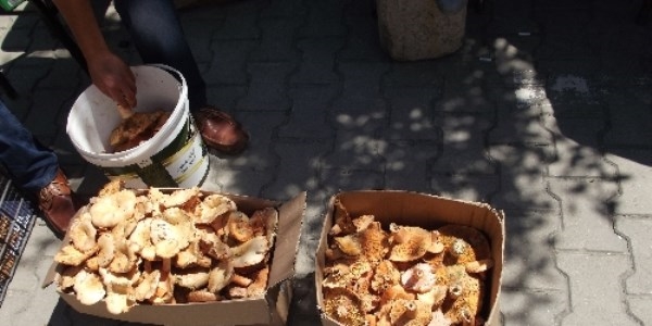 Sağlık Bakanlığı'ndan 'mantar' uyarısı