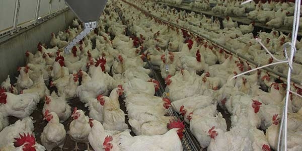 Tavukla ilgili çok çarpıcı gerçek!