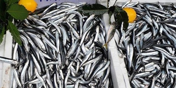 Marmara Denizi'nde hamsi bereketi