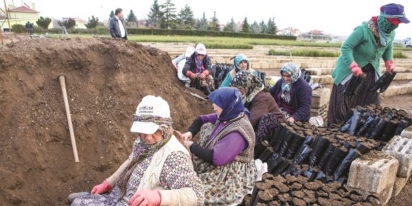 Bozkrn fidanlar orman oluyor