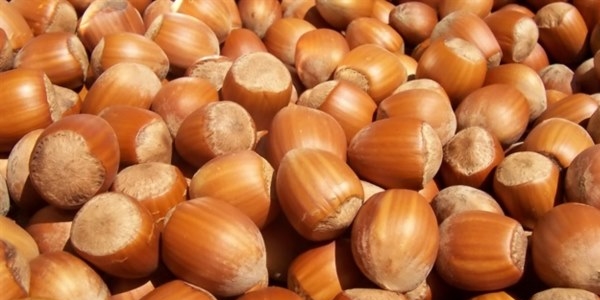 Fındıkta 'yalancı bahar' korkusu