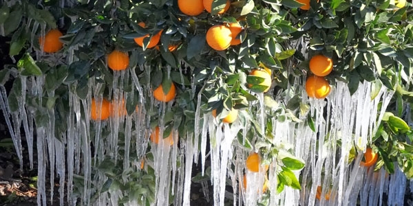 Meteoroloji'den zirai don uyarısı