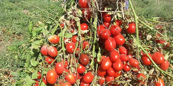 Trkiye'ye zg sanayilik domates