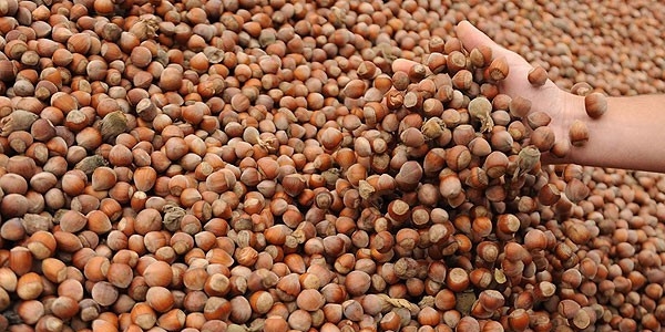 Fındıkta 828 milyonluk destek ödemelerine başlandı