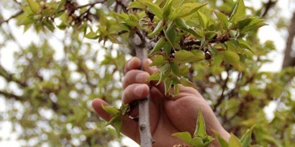 Afetlerden zarar gören çiftçilerin kredi borçları ertelendi
