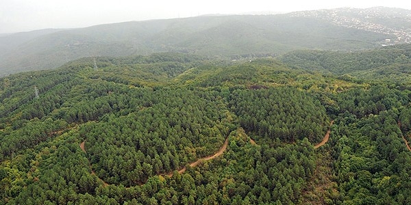 Trkiye'de orman varl artyor