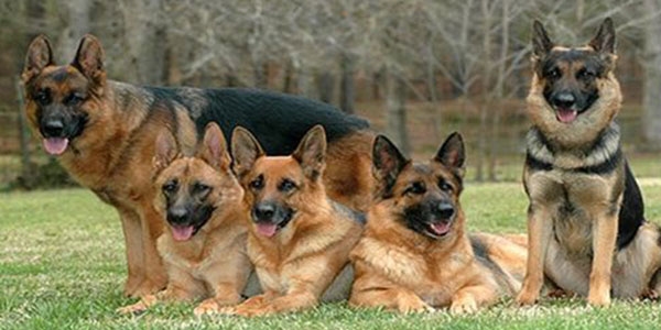 Köpekler prostat kanserini teşhis ediyor!