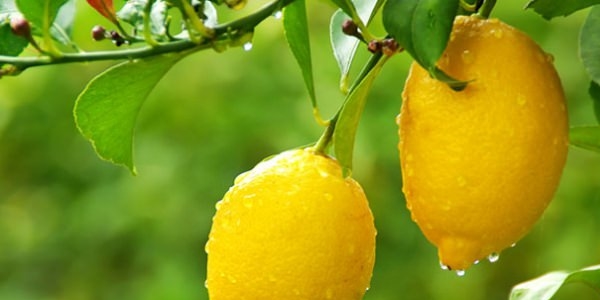İştahınızı azaltmak için limon tüketin!