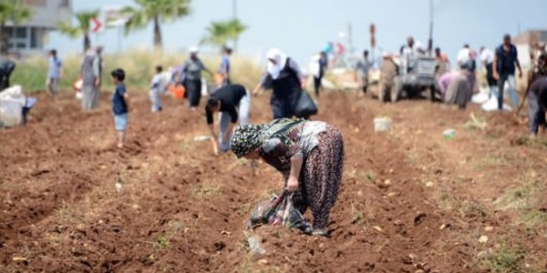 Patates fiyatlar 3 lira ucuzlayacak!