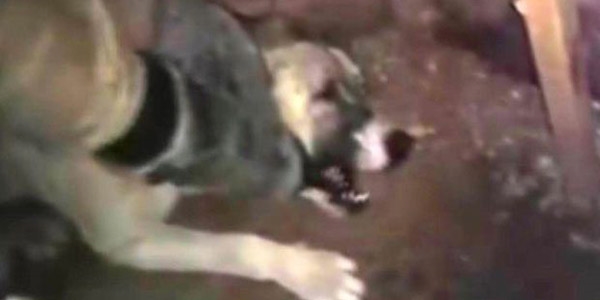 Köpeğe işkence yapan askere soruşturma