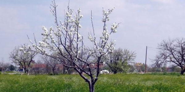 'Don' meyve ağaçlarını vurdu