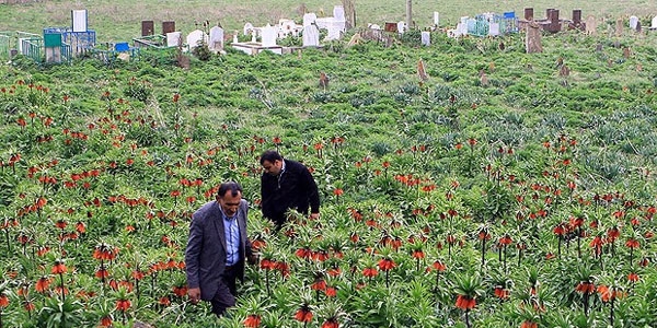 Köylülerin 'ters lale' nöbeti