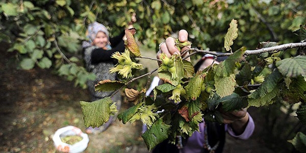 Fındık bahçelerinde 'virüs' tehdidi