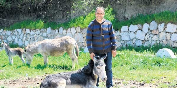 Astım olan annesi için eşek sütü çiftliği kurdu