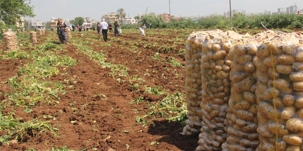 Patates 5 liraya çıkınca tarlaya koşup başak topladılar
