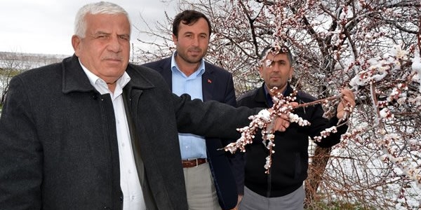 Kayısı bahçelerini soğuk ve yağışlı hava vurdu