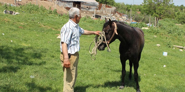 Valiliğin 5 bin lira maaşlı at çobanı iş başı yaptı