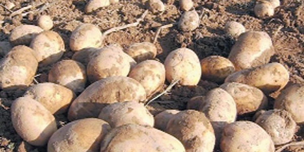 Patates fırsatçısına çifte ceza