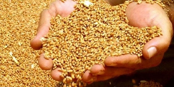 Buğdayda rekolte beklentisi yüksek