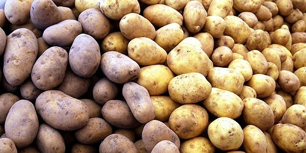 Patates fiyatları yeni mahsullerle düşmeye başladı
