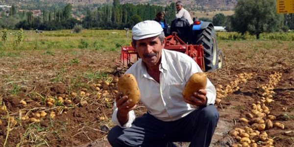 Maliyet artışı patates üretimini vurdu