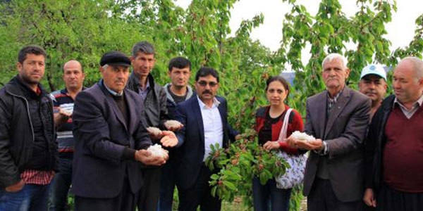 Dolu meyve ve sebze bahçelerini vurdu