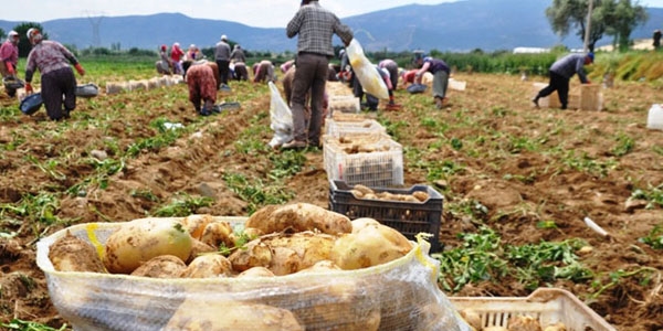 Patates fiyatı düştü, üreticiyi ithalat korkusu sardı