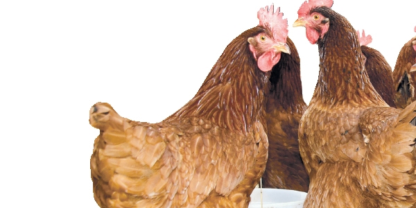 161 bin tavuğa 'kuş gribi'nden itlaf!