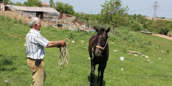 5 bin liralık at çobanlığı işine yenisi bulundu