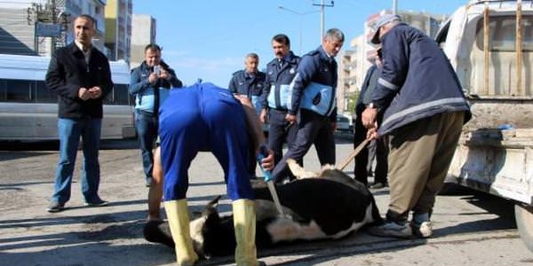 Yol ortasnda inek kesen Silopi Belediyesi'ne ceza