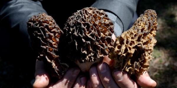 Bu mantarın kilosu 600 lira!