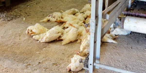 Bursa'da 100 bin tavuk itlaf edildi